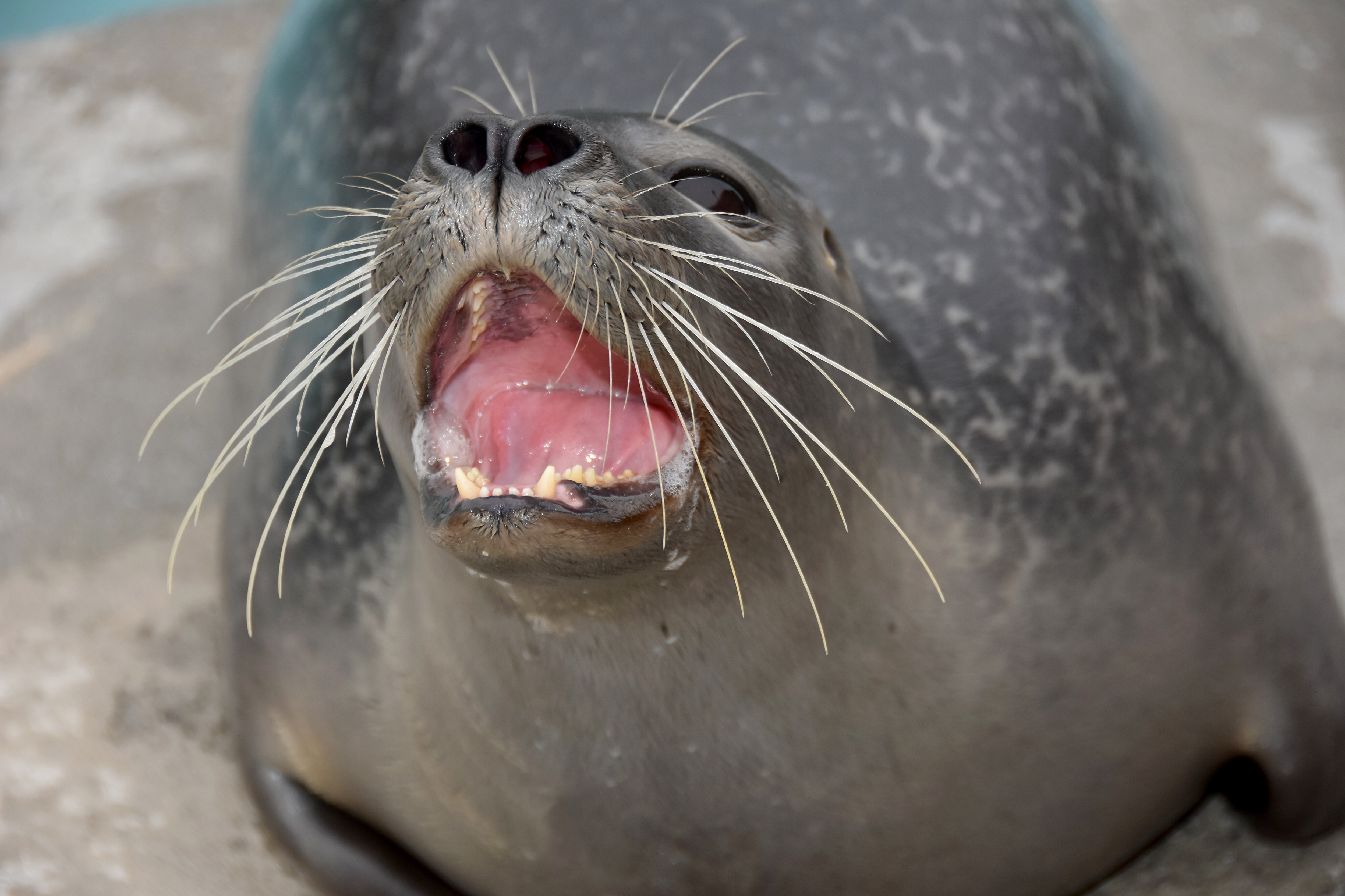 Mystic Aquarium Visit CT